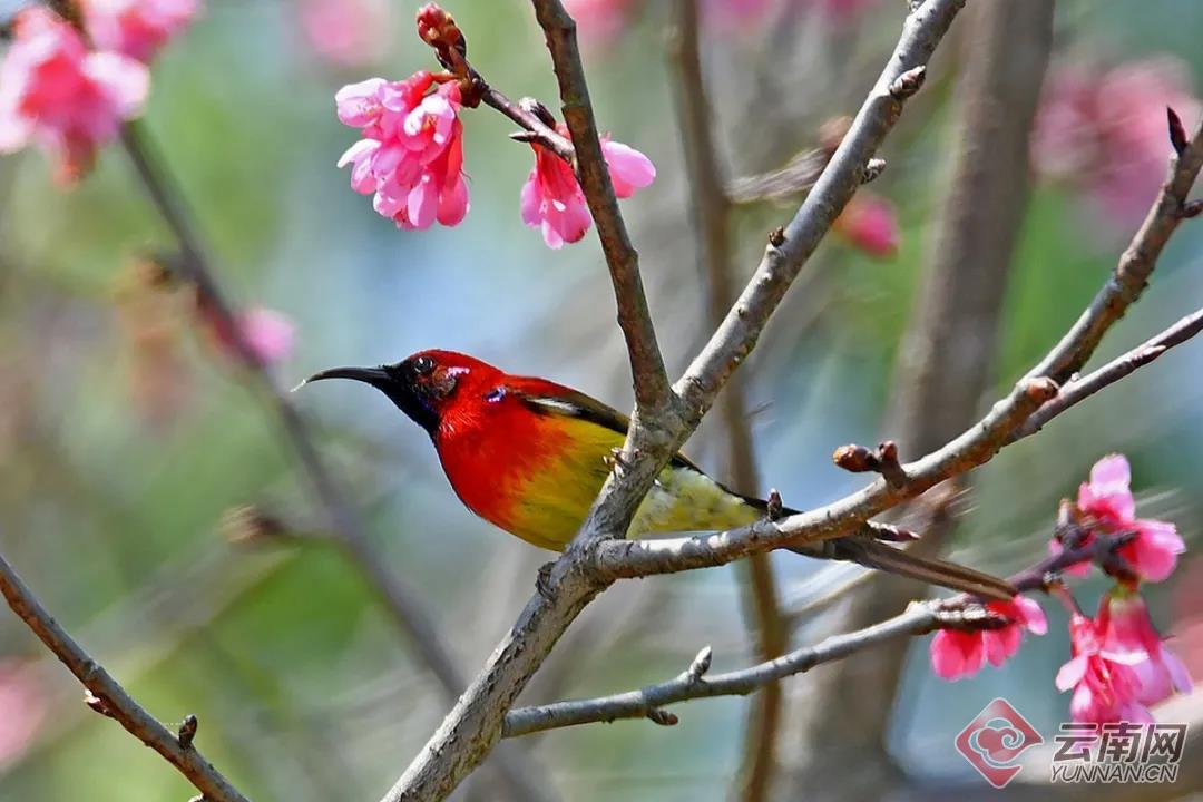 綠喉太陽鳥 通訊員供圖