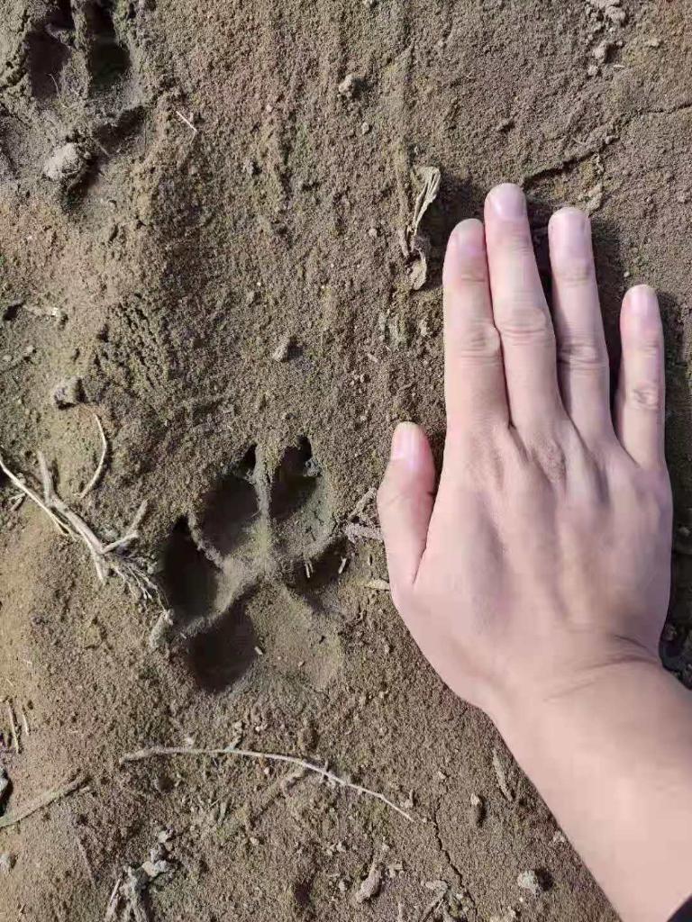 记者12日从黑龙江省齐齐哈尔市获悉,经专业技术人员通过对动物脚印和