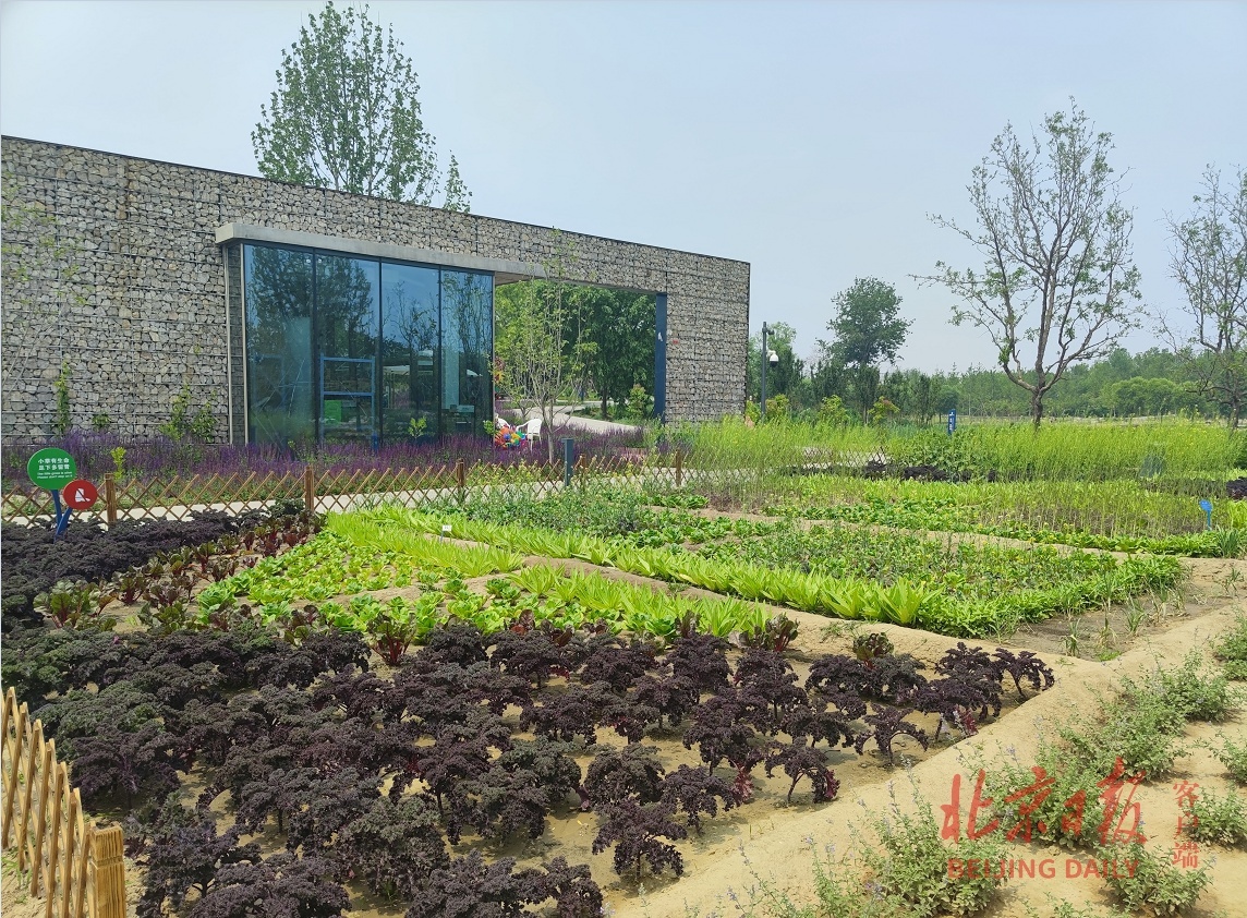 探访北京温榆河公园为啥要种菜施肥会臭吗如何防偷菜