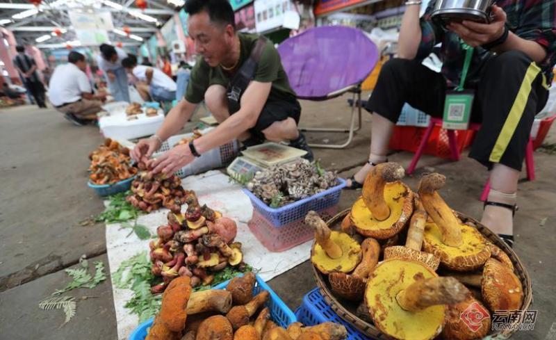 云南木水花野生菌交易市场进入销售旺季