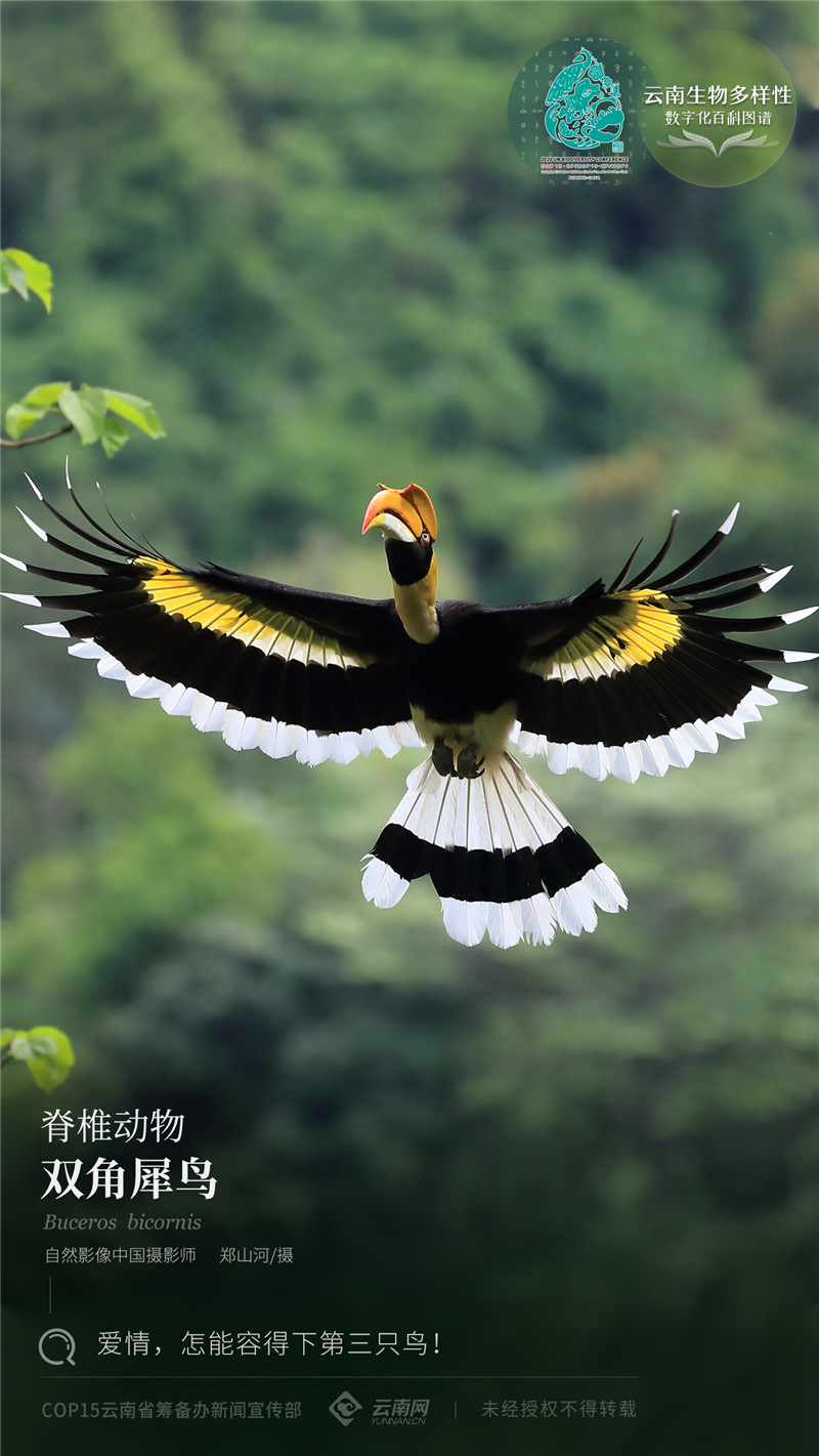 【云南生物多样性数字化百科图谱】脊椎动物·双角犀鸟:爱情,怎能容得
