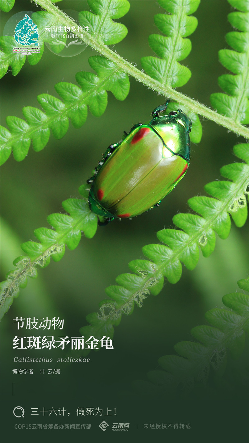 【云南生物多样性数字化百科图谱】红斑绿矛丽金龟:三十六计,假死为上