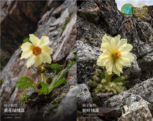 【云南生物多样性数字化百科图谱】被子植物·黄花绿绒蒿:"失踪"87年