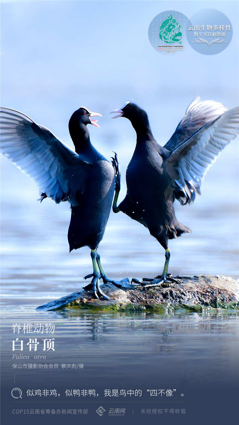 【云南生物多样性数字化百科图谱】白骨顶:似鸡非鸡,似鸭非鸭,我是鸟