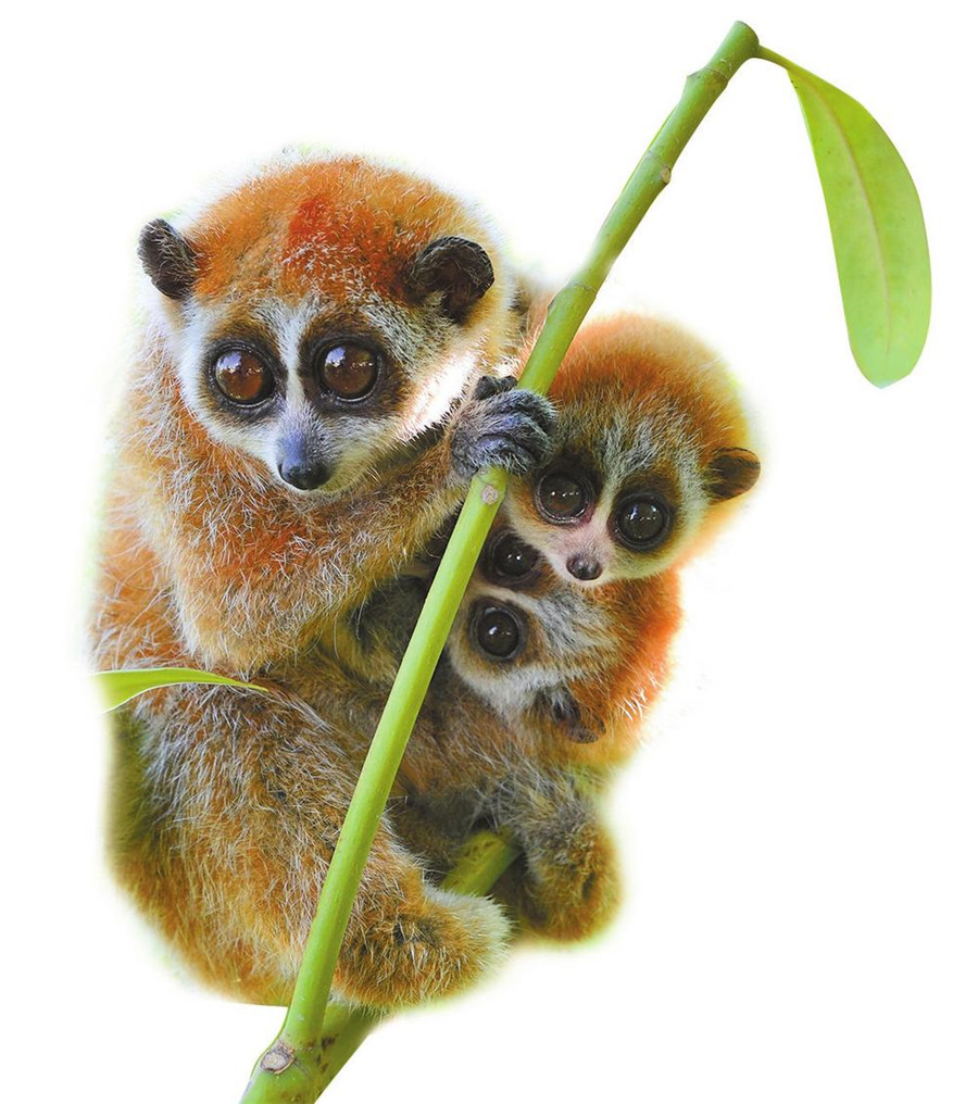 【网聚云南 相约cop15】践行生态保护坚持和谐共生_云南网