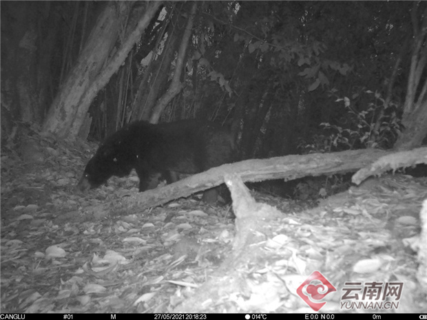 動植物資源豐富！昌寧縣瀾滄江縣級自然保護區黑熊數量增多