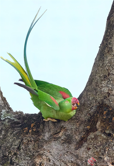 亚历山大鹦鹉是亚洲最大的长尾鹦鹉,为中国国家二级重点保护野生动物