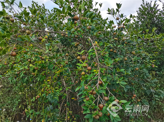 油茶树种植(油茶树种植补贴政策)