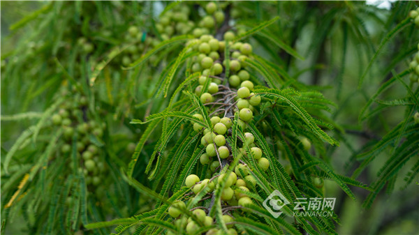 什么品种的花椒树最好
