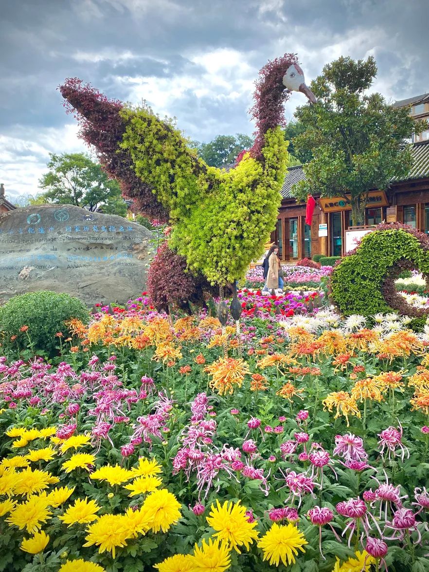 丽江古城国庆菊花展完成布展近4万盆秋菊静待你来赏