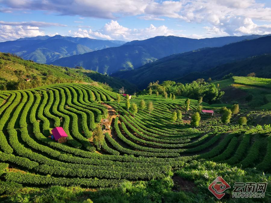 马鹿塘有机茶园当清晨的第一缕阳光穿透薄雾,洒向绿春县大黑山镇郁郁