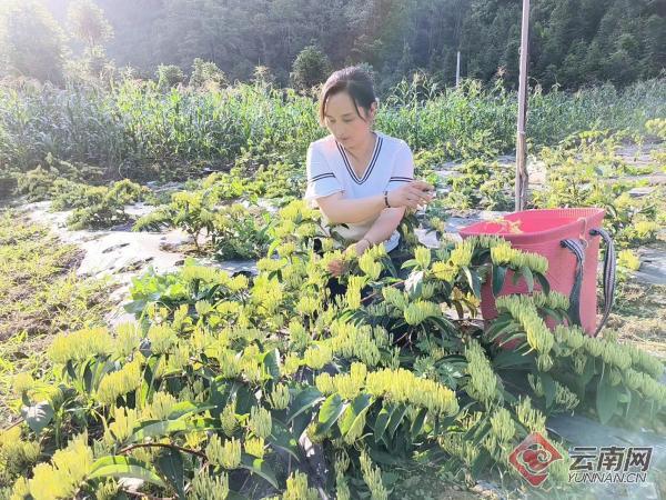 山水家园 甜蜜屏边丨白云乡:特色产业"焕新生" 绘就乡村振兴画卷_云南