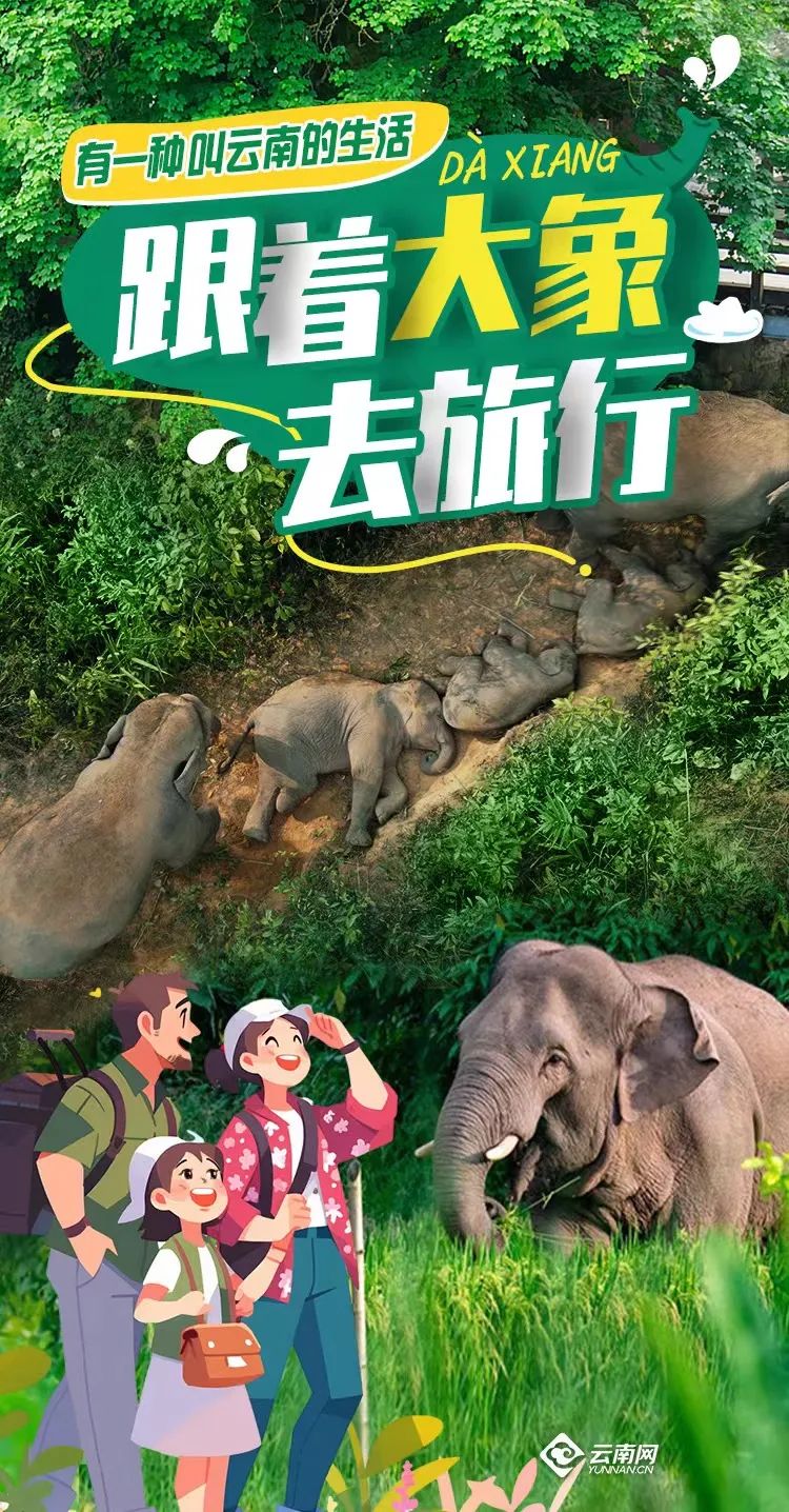 世界大象日特别策划今天跟着它们去旅行