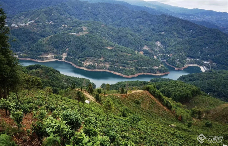 云南双江:古茶园生态系统的“大观园”_云南网