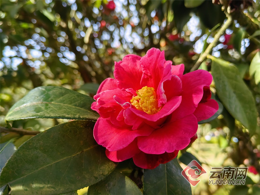 高清组图腾冲来凤山茶花园迎来赏花高峰