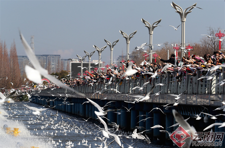 锦绣中国年昆明海埂大坝春节观鸥潮持续火爆