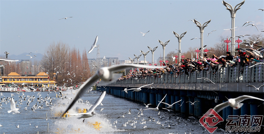 锦绣中国年昆明海埂大坝春节观鸥潮持续火爆