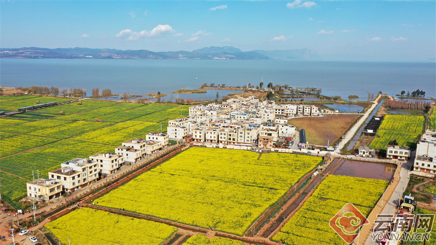 晋宁沙堤村油菜花开春来早