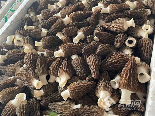 开元棋牌- 开元棋牌官方网站- 开元棋牌APP下载2023未来3年养殖什么最赚钱？