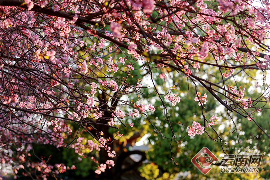 高清组图有一种叫云南的生活海棠花开春意浓