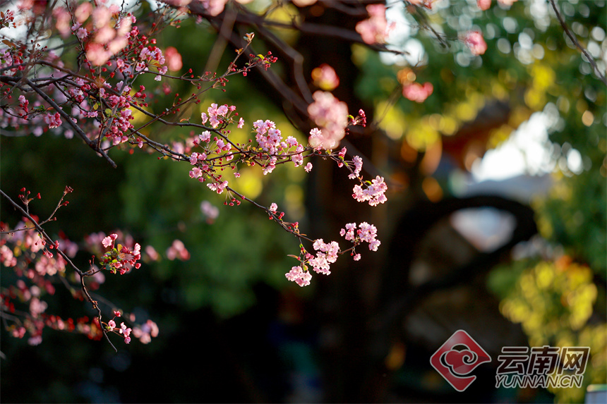 高清组图有一种叫云南的生活海棠花开春意浓