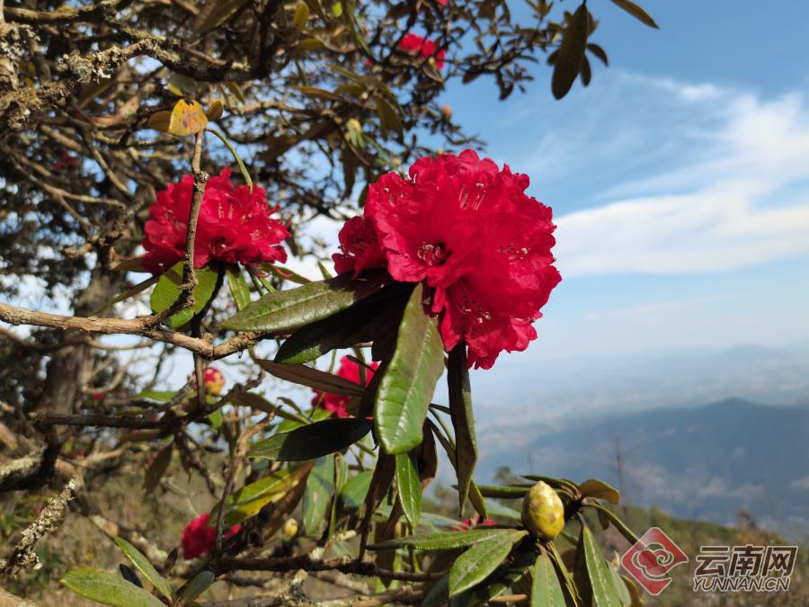 【高清组图】大理南涧乐秋庙山马缨花缓缓而开