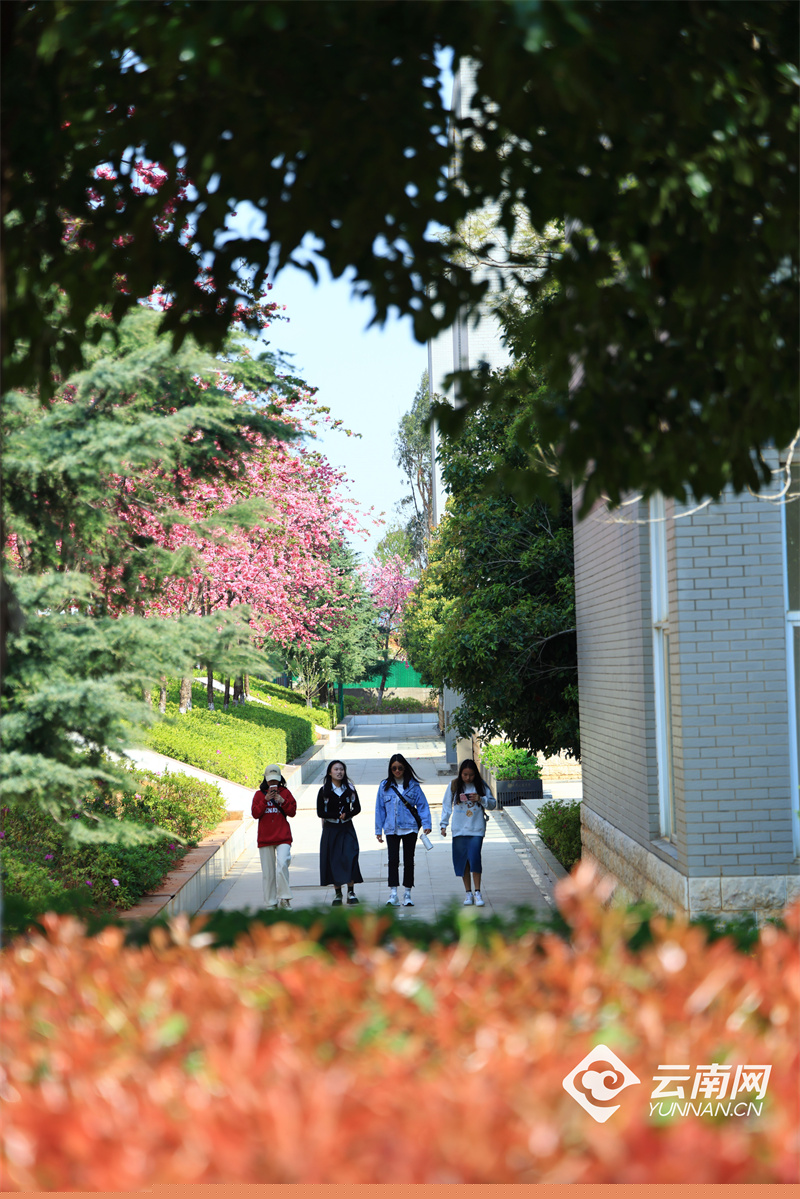 昆明文理学院樱花绽放_云南网