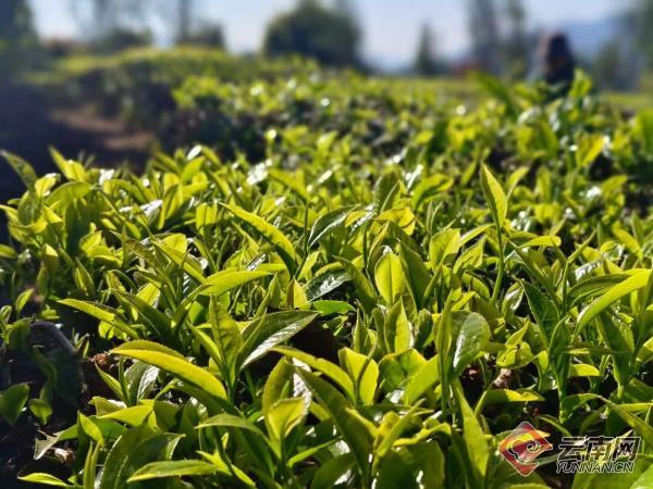 云南元江春日润茶香茶农采茶忙