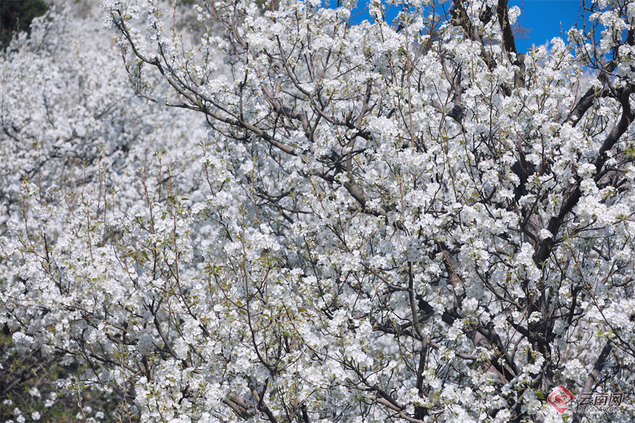 高清组图快来打卡云南个旧加级寨万亩梨花开满山谷