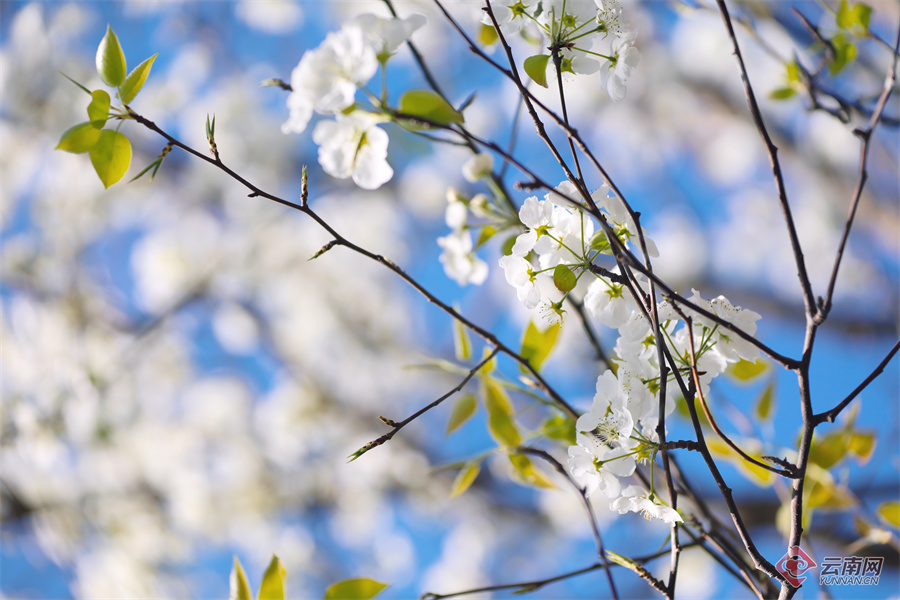 高清组图快来打卡云南个旧加级寨万亩梨花开满山谷