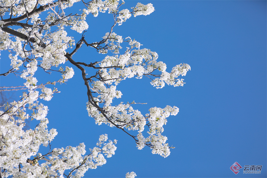 高清组图快来打卡云南个旧加级寨万亩梨花开满山谷