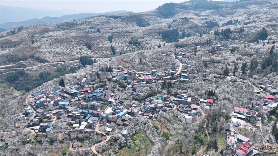 高清组图快来打卡云南个旧加级寨万亩梨花开满山谷
