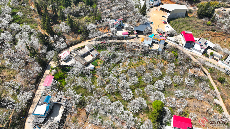 高清组图快来打卡云南个旧加级寨万亩梨花开满山谷