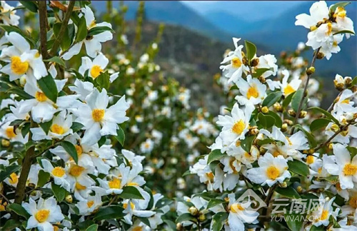 云南建水:荒坡地上油茶绿_云南看点_社会频道_云南网