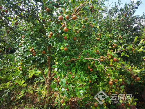 云南建水:荒坡地上油茶绿_云南看点_社会频道_云南网