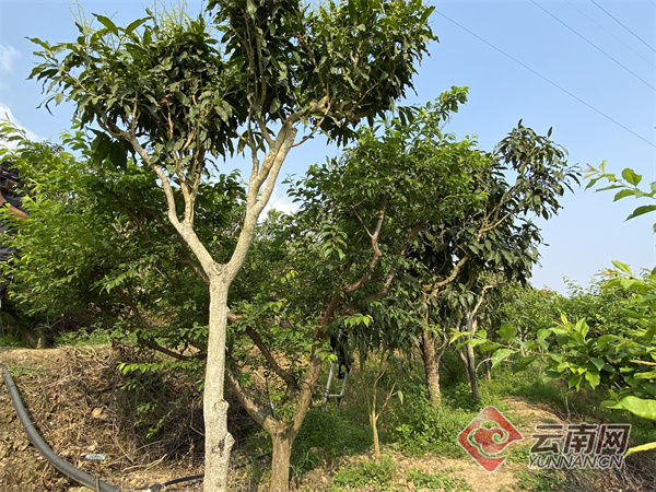 银吉村笋农龙伍毅一直在浙江务工,家里的近百亩筇竹林出笋后,便回到家