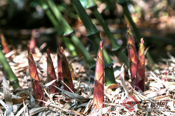 云南大关:"百万亩筇竹"迎来竹笋丰收季