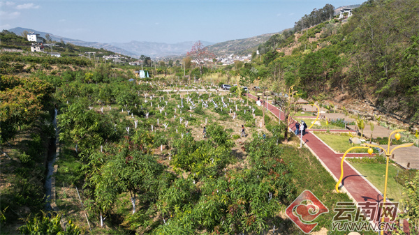 华坪县龙头村黑色经济转绿色经济争做乡村振兴龙头