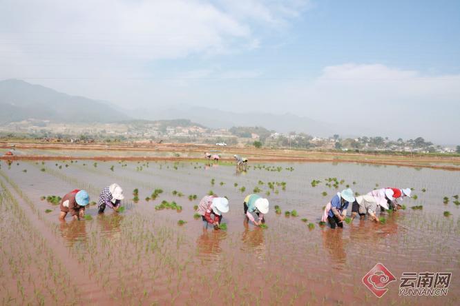 眼下正是春耕春种的好时节,普洱市景东彝族自治县文井镇进入了水稻