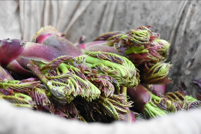 云南永平县树头菜成梅花村群众致富香饽饽