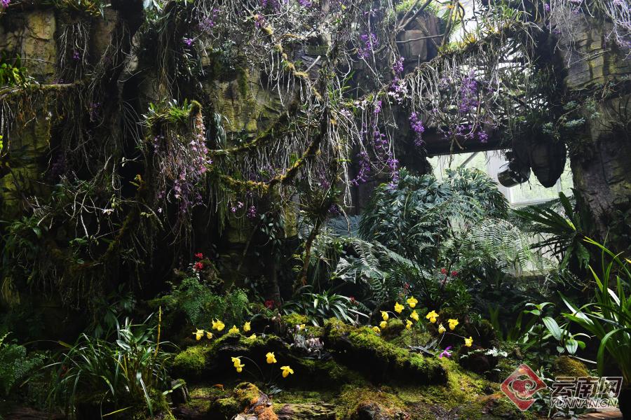 200多种精品兰花昆明植物园首届兰花展开幕