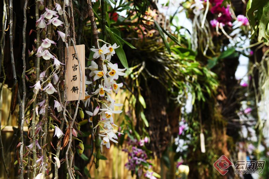 200多种精品兰花昆明植物园首届兰花展开幕