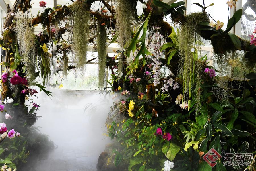 200多种精品兰花昆明植物园首届兰花展开幕