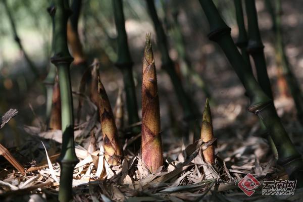 中国筇竹之乡云南大关迎来采收旺季