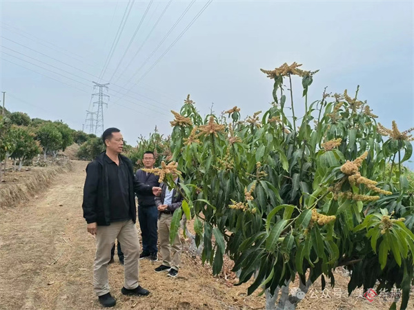 丽江华坪依托省级芒果种质资源圃选育良种推动芒果产业持续稳定健康