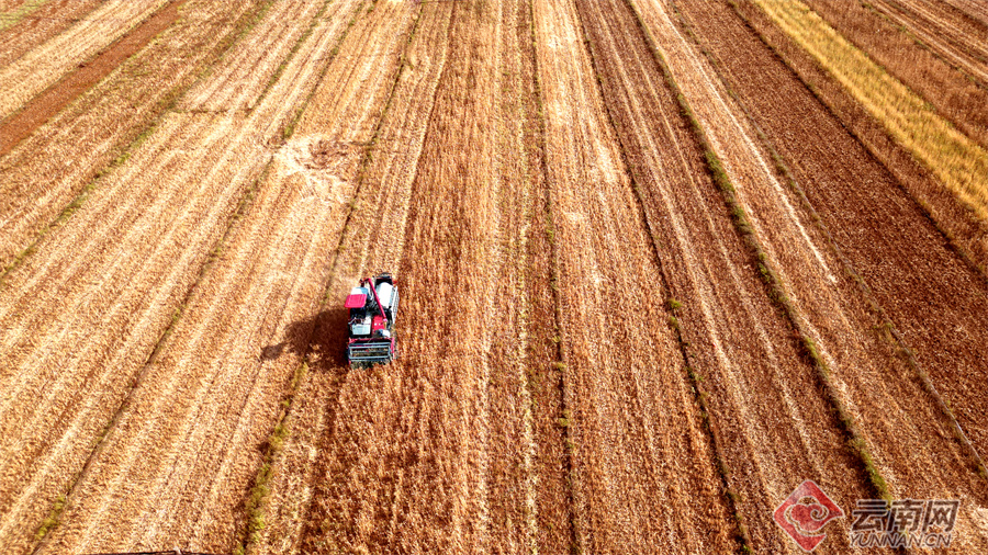 高清组图云南丘北18万亩小麦喜获丰收
