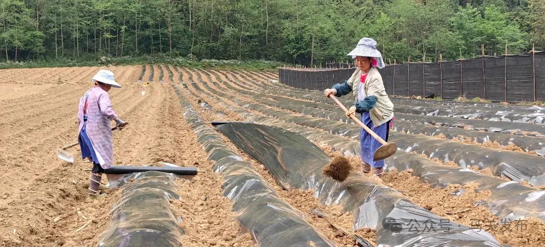 马关发展壮大村集体经济激活乡村振兴内在动力
