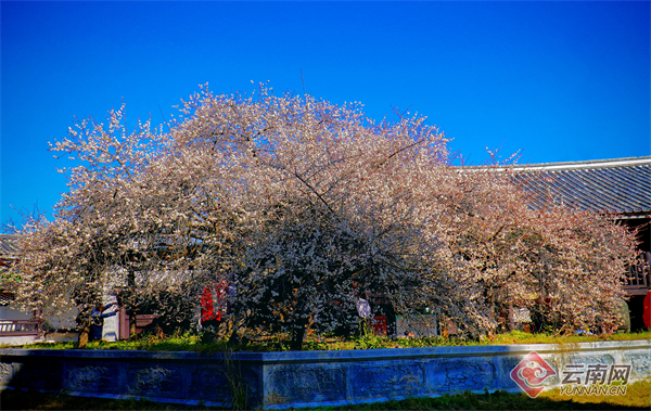 永平县花桥村一棵800岁元梅——融合"农文旅",升级"幸福圈"_云南看点
