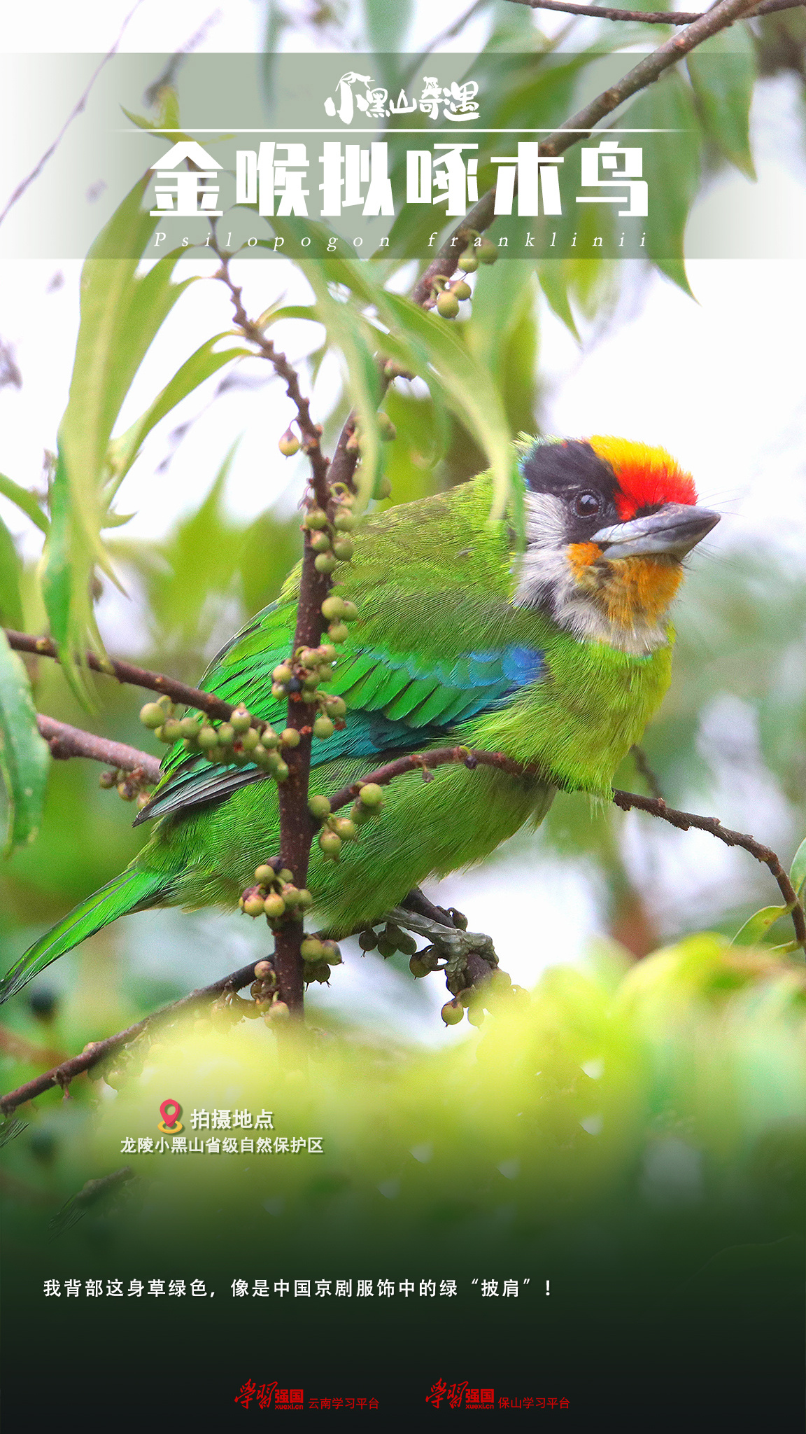 小黑山奇遇 | 金喉拟啄木鸟:绿林中的"撵山狗"