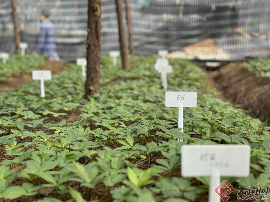 科技擦亮文山三七品质升级的底色